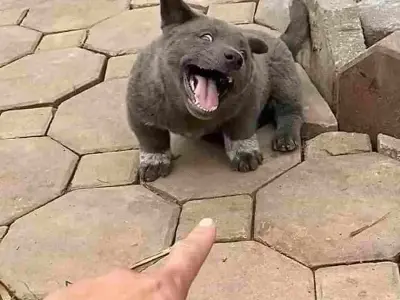 Bộ sưu tập ảnh meme dog siêu dễ thương và vui nhộn