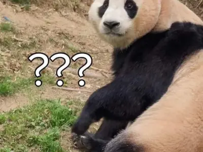 Khám phá ảnh meme gấu trúc ngộ nghĩnh siêu đáng yêu