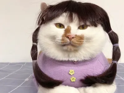 Xem ngay bộ ảnh meme hài mèo khiến bạn cười không ngừng