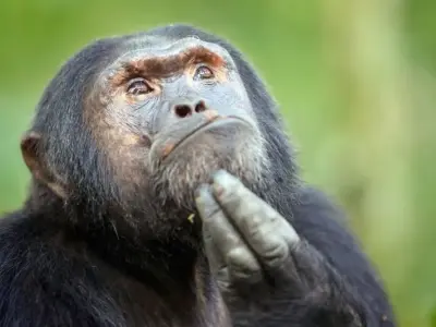 Bộ sưu tập ảnh meme khỉ vui nhộn, chế hài cực chất
