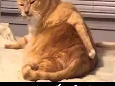 Top ảnh meme mèo bựa hài hước cực chất cho dân mạng