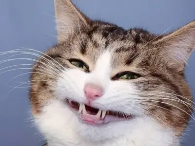 Bộ sưu tập ảnh meme mèo cười hot trend trên mạng xã hội