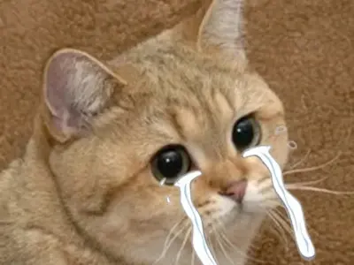 Tải ảnh meme mèo khóc chất lượng cao để chia sẻ bạn bè