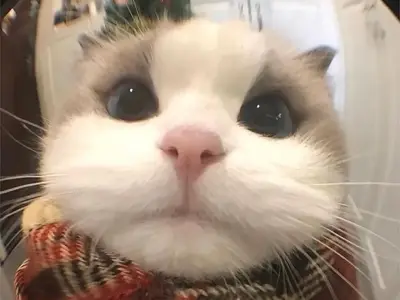 Tổng hợp ảnh meme mèo noel bựa khiến dân mạng thích thú