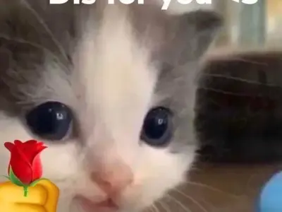 Tải ngay ảnh meme mèo tặng hoa hài hước, cực dễ thương