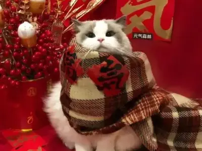 Xem ngay ảnh meme mèo Tết siêu lầy lội cho năm mới