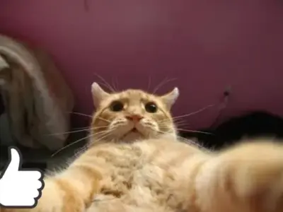 Ảnh mèo like meme siêu hài hước dành cho tín đồ yêu mèo