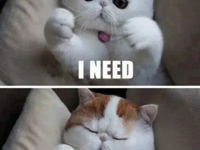 Bộ ảnh ôm meme cực đáng yêu, bạn không thể bỏ qua