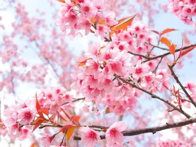 Phong cảnh mùa xuân tràn ngập hoa lá và ánh nắng dịu dàng