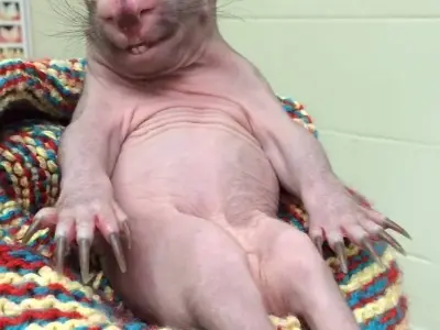 Tổng hợp ảnh rat meme vui nhộn hot trên mạng xã hội