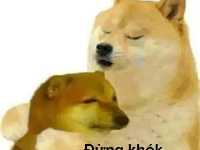 Ảnh Shiba meme siêu hài, tạo trend trên mạng xã hội