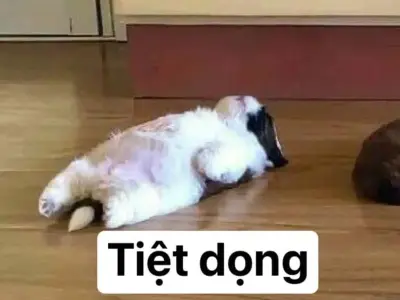 Ảnh vô tri meme vui nhộn, bá đạo dành cho tín đồ meme