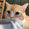Ảnh Meme Mèo Khóc: Khi Biểu Cảm "Mếu Máu" Đốn Tim Dân Mạng