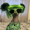 Khám Phá 100+ Avatar Meme Độc Đáo Cho Năm 2026