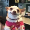 Khám phá Thế giới Chihuahua Meme: Những Khoảnh Khắc Khó Đỡ Nhất