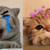 Khám Phá Thế Giới Meme Mèo OK Đa Sắc Thái