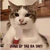 Meme là gì? Khám phá thế giới meme hài hước và sáng tạo