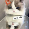 Tổng hợp meme mèo dỗi siêu hài hước và đáng yêu