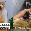 Tổng hợp Meme Từ Chối Hài Hước: Né Tình Huống Khó Xử Một Cách Tinh Tế