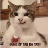Tuyển Tập Ảnh Meme Cute Hài Hước Cực Bựa Cho Năm 2026