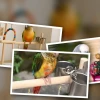 Essential guide to enriching toys for bored pet birds in 2026