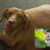 Cách nhận biết và xử lý tình trạng chó corgi bị béo phì hiệu quả