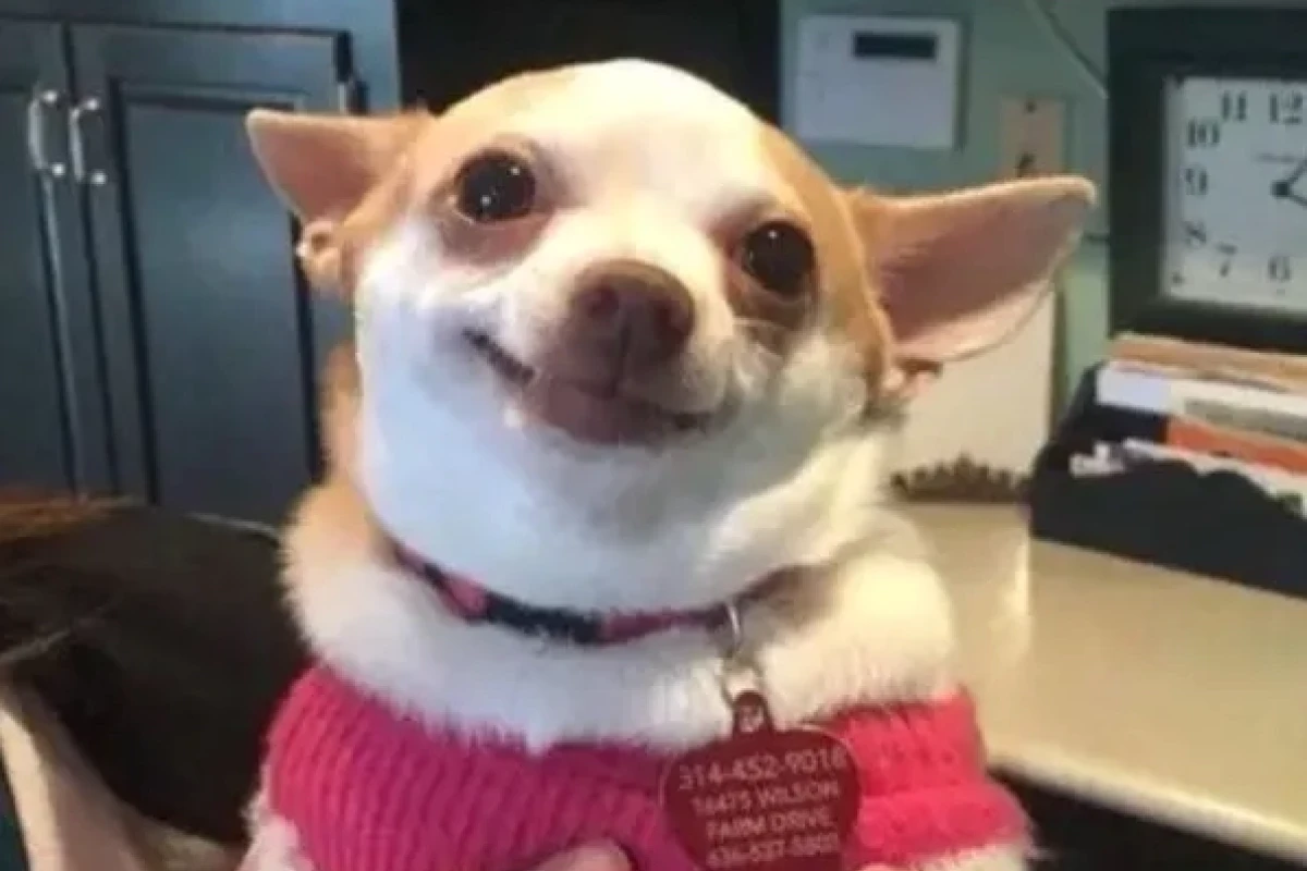 Khám phá Thế giới Chihuahua Meme: Những Khoảnh Khắc Khó Đỡ Nhất