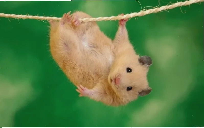 Ảnh hamster meme dễ thương với nụ cười rạng rỡ