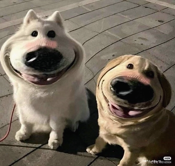 Ảnh meme chó biểu cảm