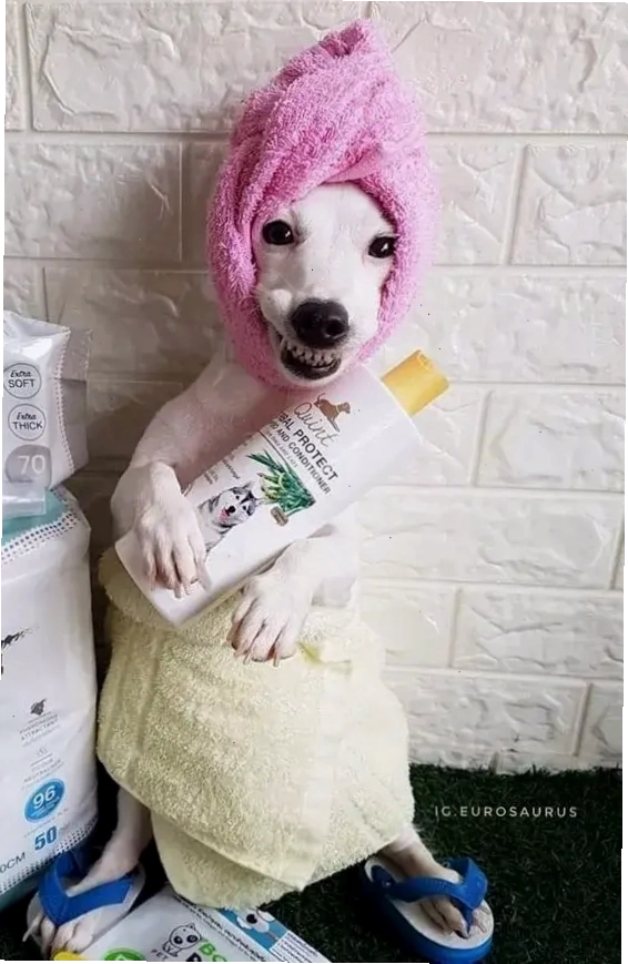 Ảnh meme chó bựa với biểu cảm nhây hài hước