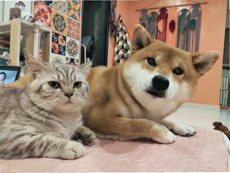 Ảnh meme chó con cute với ánh mắt long lanh