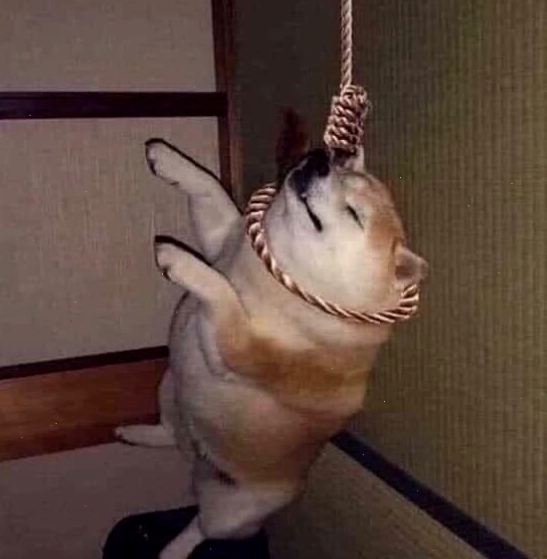 Ảnh meme chó với biểu cảm