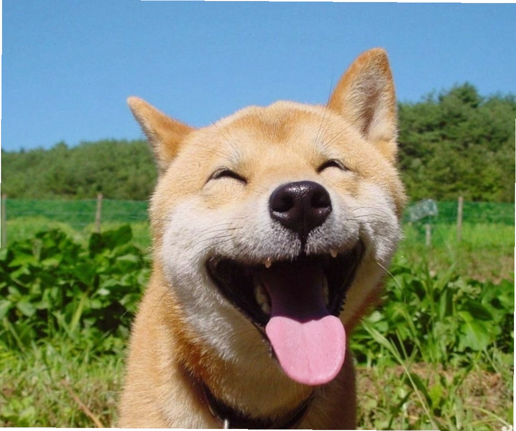 Ảnh meme chó với câu caption hài hước