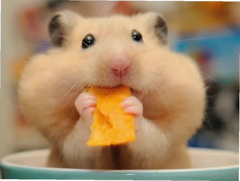 Ảnh meme chuột hamster nhồi bông gòn vào má