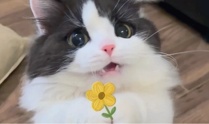 Ảnh meme cute, dễ thương
