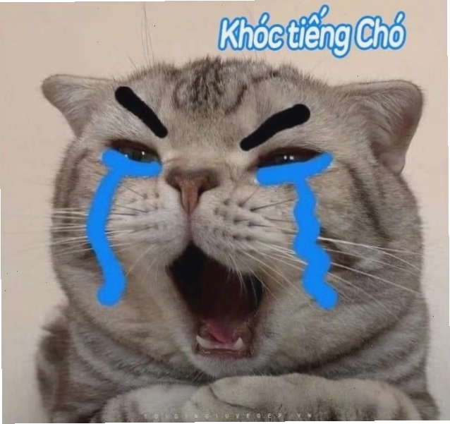 Ảnh mèo con khóc với biểu cảm đáng yêu