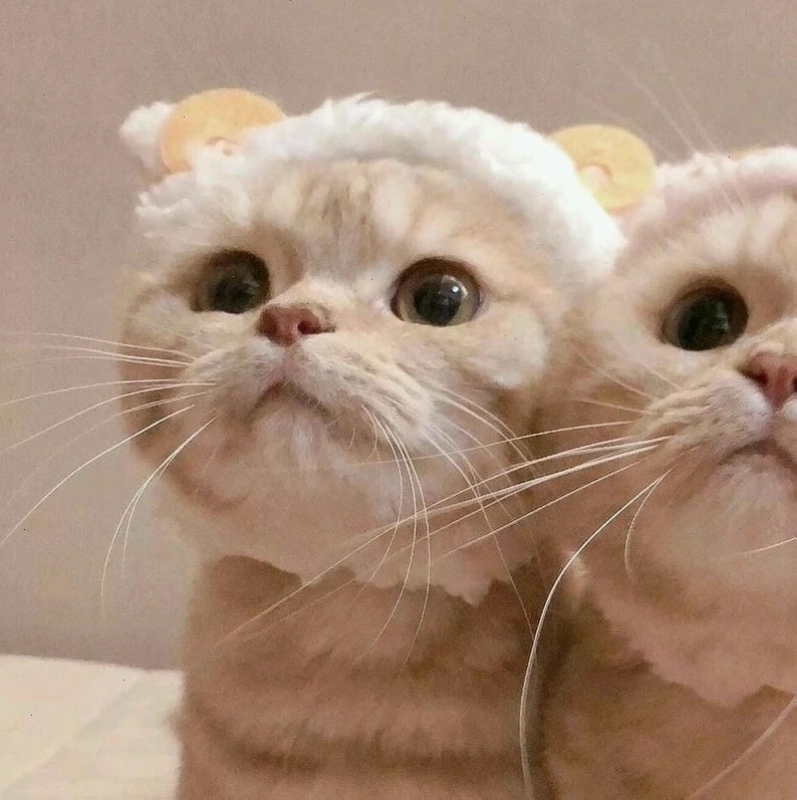 Avatar meme chuột với nhiều tình huống hài hước