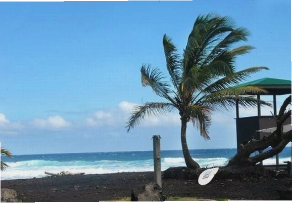Bãi biển Hawaii với bờ cát trắng và hàng dừa xanh mướt