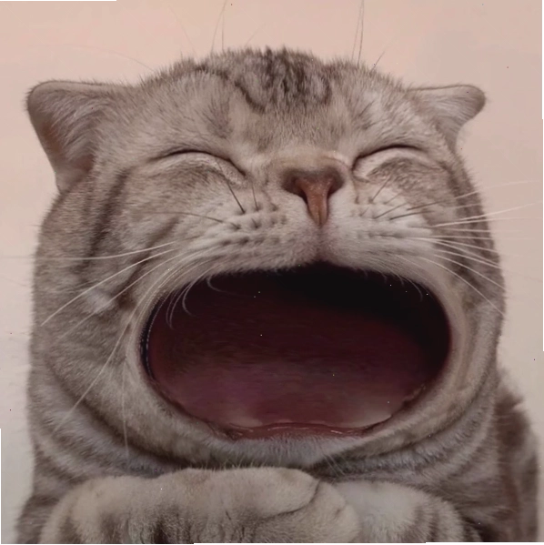 Biểu cảm bá đạo từ meme mèo há miệng đang gây sốt