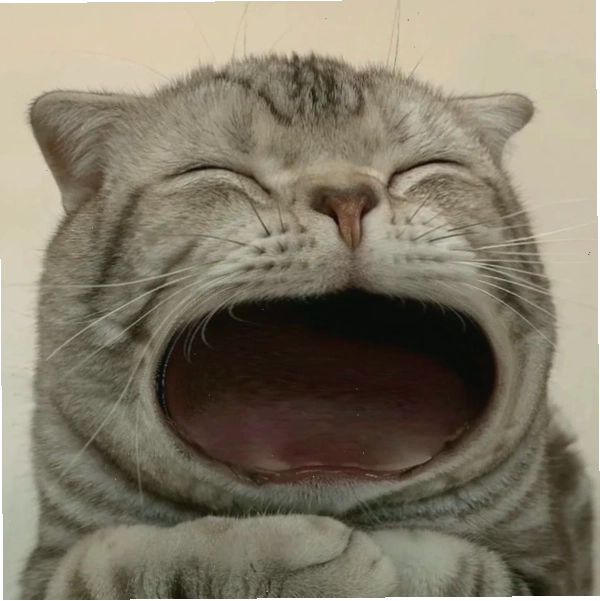 Biểu cảm bá đạo từ meme mèo há miệng đang gây sốt