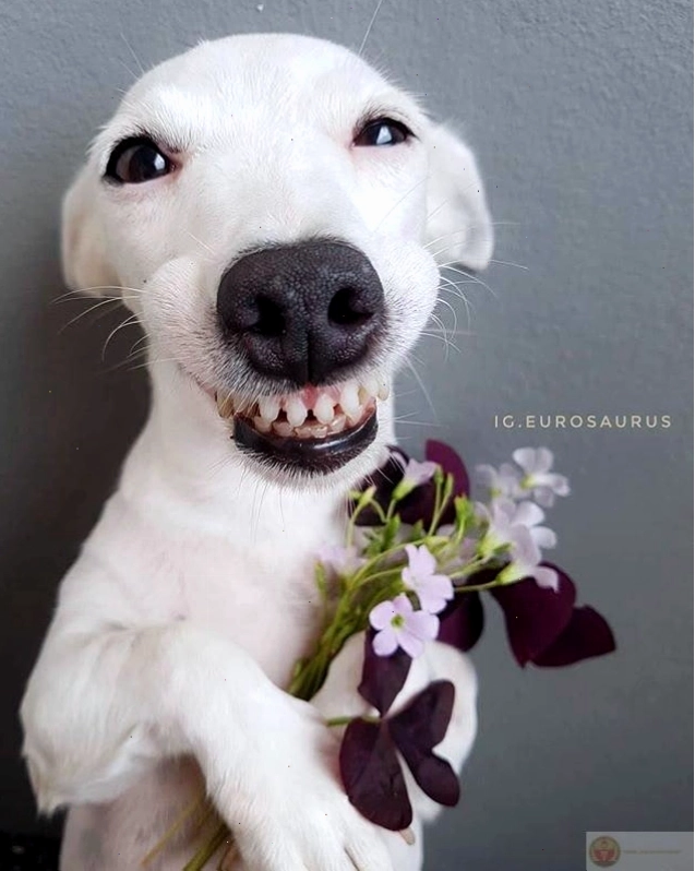 Bộ ảnh tặng hoa cute lan tỏa năng lượng vui vẻ