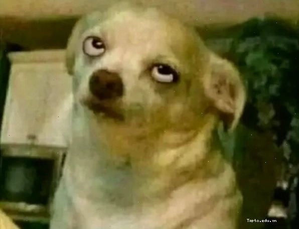Chihuahua meme biểu cảm giận dỗi