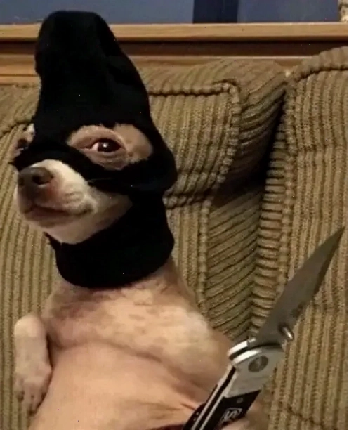 Chihuahua meme cười tươi