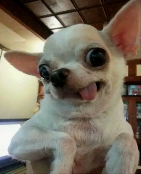 Chihuahua meme đang ngủ gật