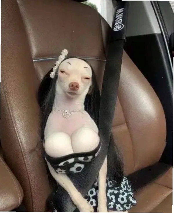 Chihuahua meme đang rất thư giãn