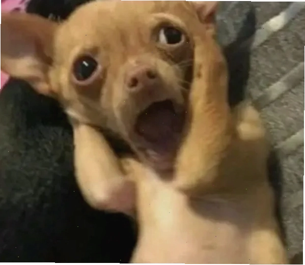 Chihuahua meme đội mũ ngộ nghĩnh