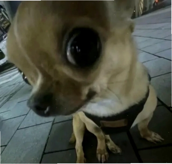 Chihuahua meme lè lưỡi cực hài hước