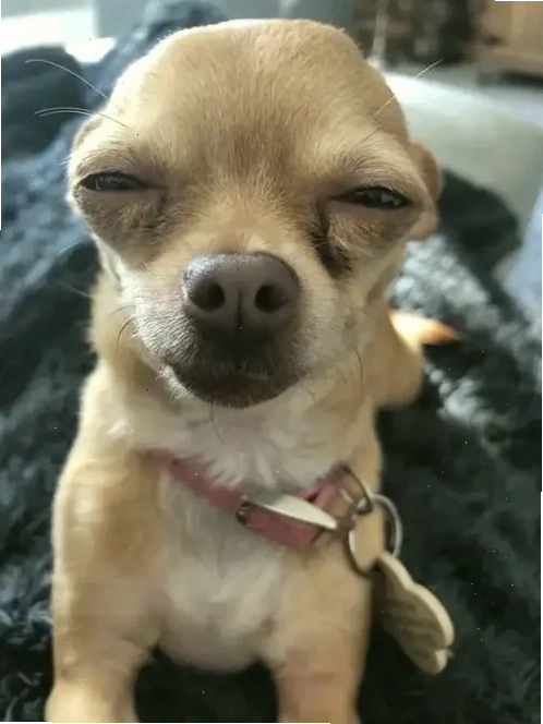 Chihuahua meme thể hiện sự tò mò