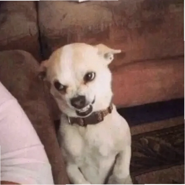 Chihuahua meme với ánh mắt cầu xin
