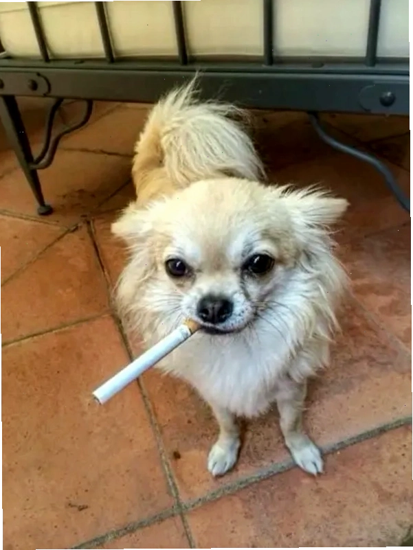 Chihuahua meme với biểu cảm hơi láo